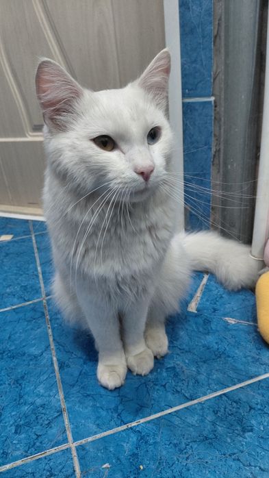 Отдам кота в добрые руки