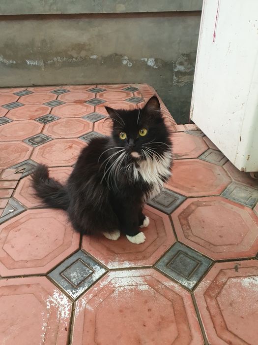 Zotdor mushuk sotiladi