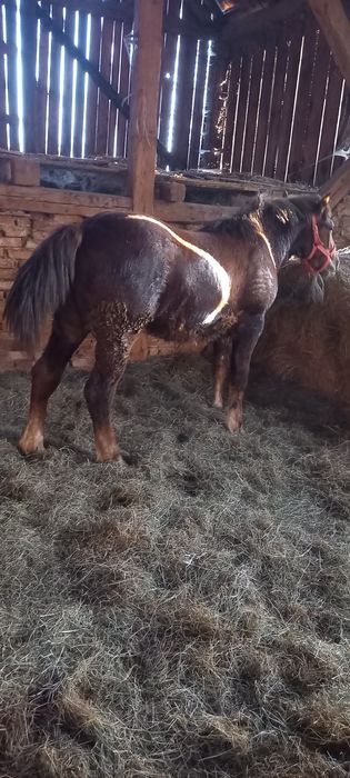 Vând mânză de 9 luni