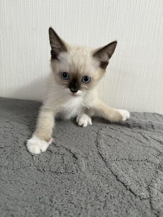 Ласковые и добрые котята