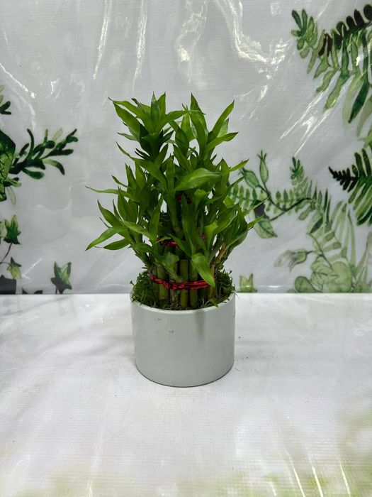 Бамбуки в продаже