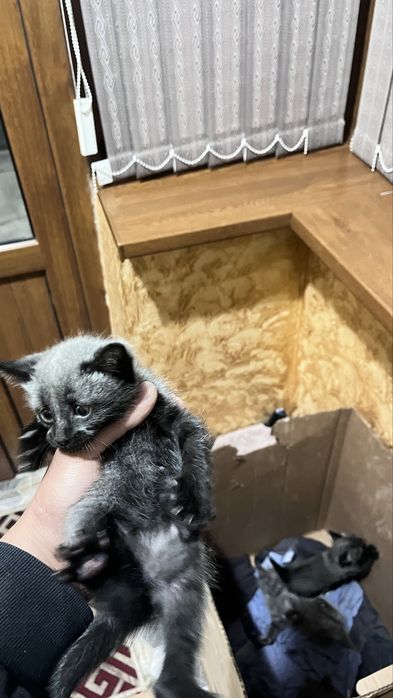 Кошки бесплатно сиамски