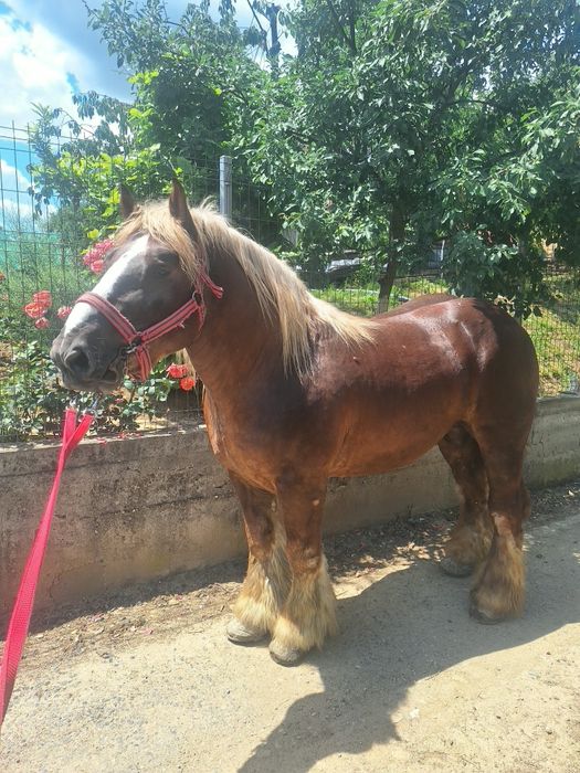 Armăsarii Ardenezii pentru monta