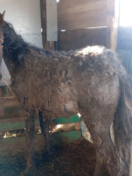 Тай Құнан сатылады