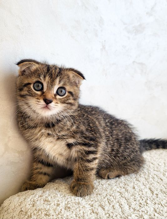 Продам породистых котят