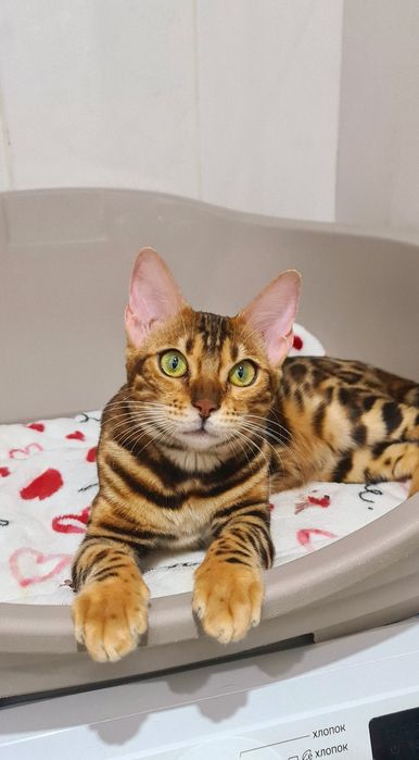 Роскошная бенгальская кошечка от привозных родителей