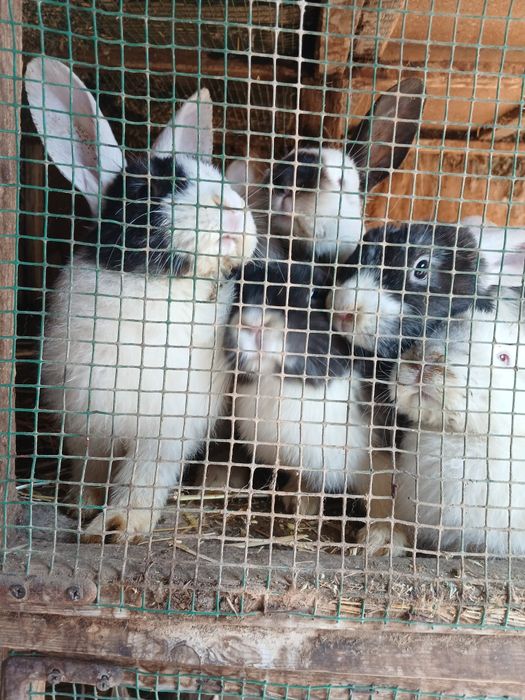 Кролики:Фландр, Калифорния,Французский гибрид баран.