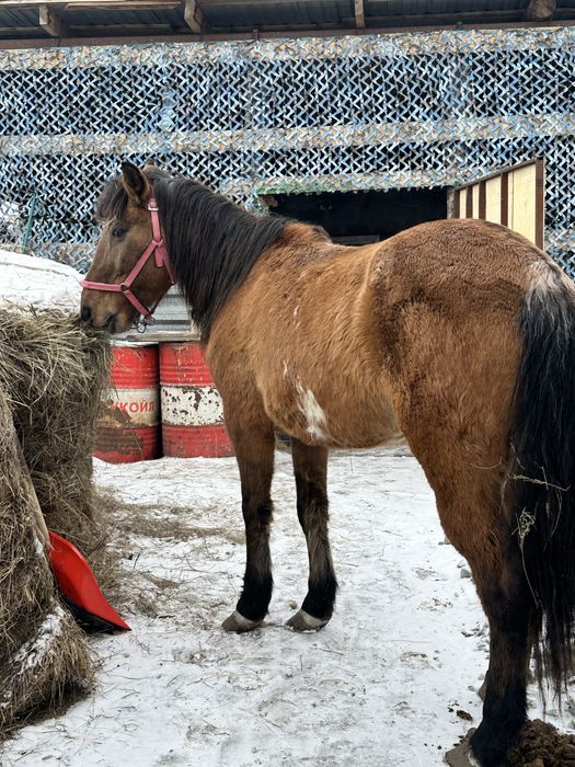 Продам кобылу. Жуас бие сатылады.