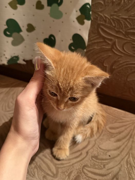 Отдам мальчика в хорошие руки
