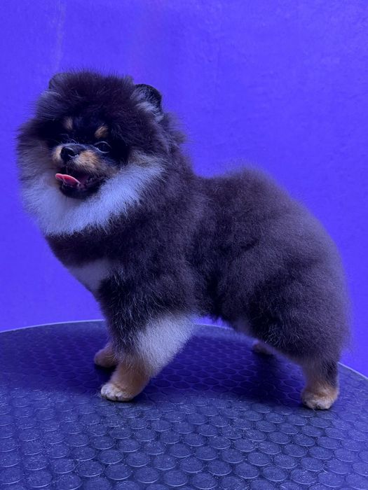 Щенок померанского шпица