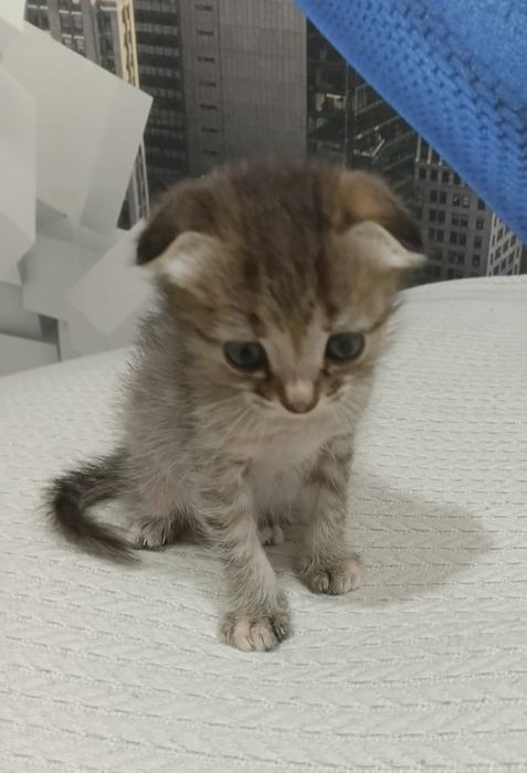 Отдам котенка !!!