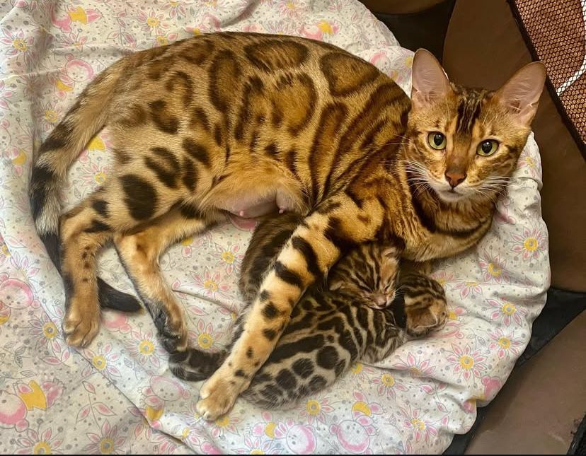 Бенгальские котята