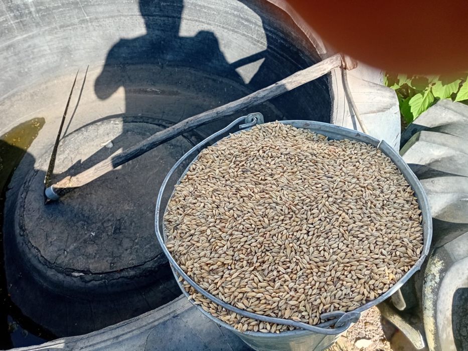 Продам ячмень с.Высокое