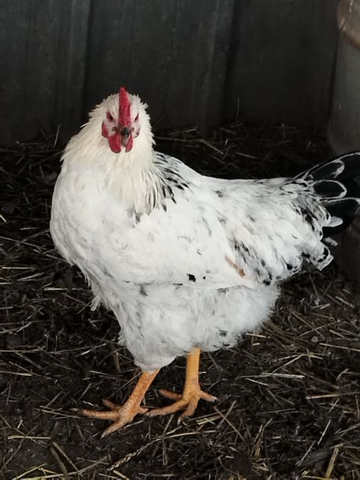 Продам молодых петушков