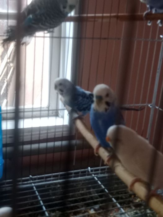 Волнистые попугайчики