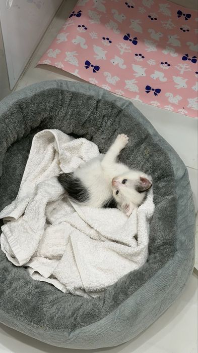Отдам котенка один месяц
