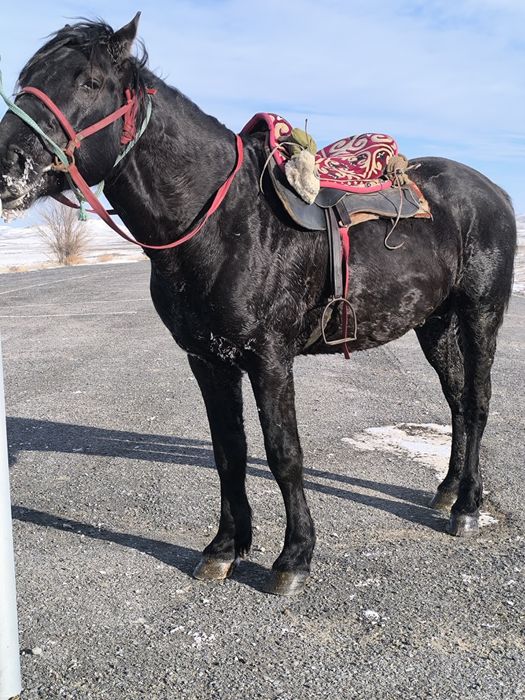 Айгыр мощный! дерзкий