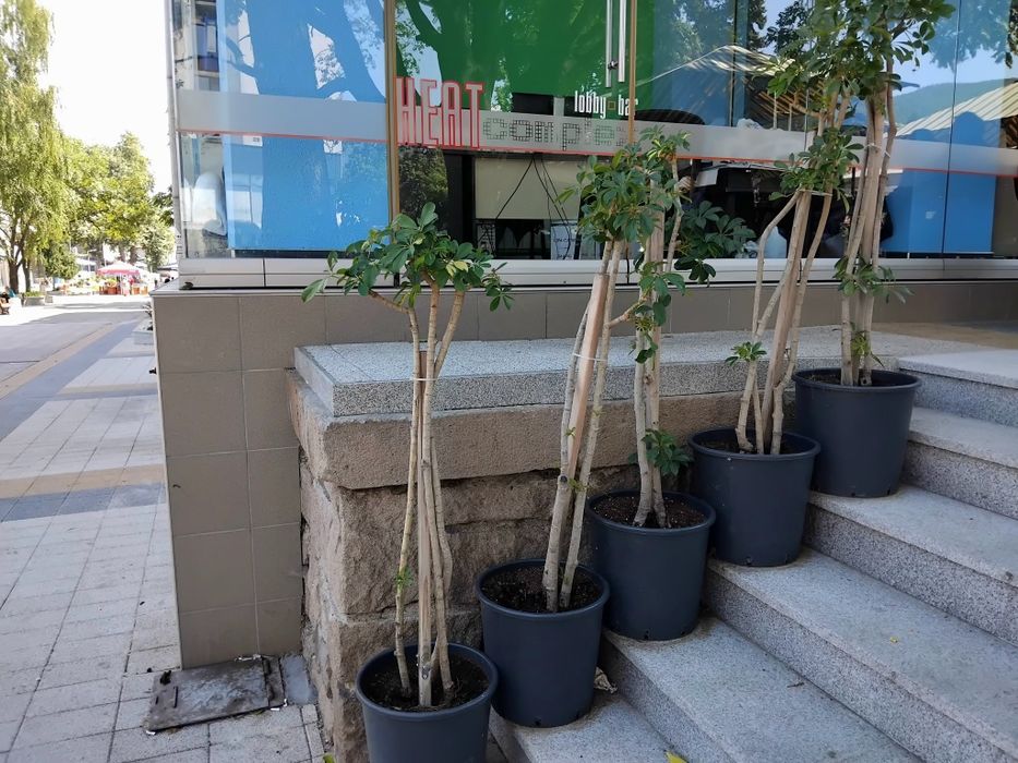 Продавам Шефлера / Schefflera 10 годишна, 170 см. височина, 10 броя