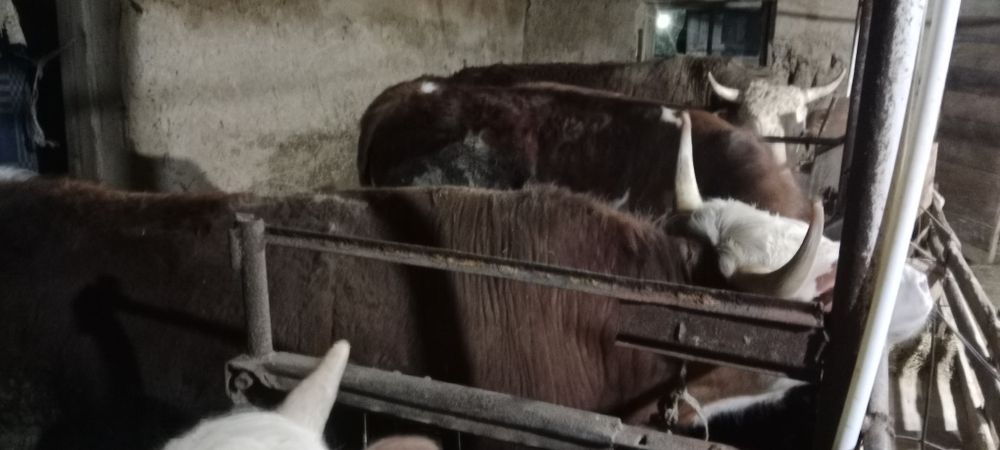 Бордақыда тұрған бұқалар сатылады