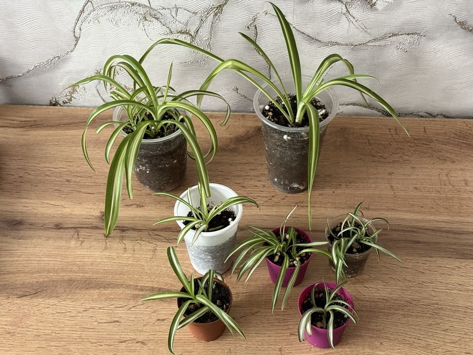 Хлорофитумы разные дешево