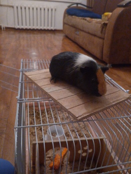 Отдам Морскую свинку