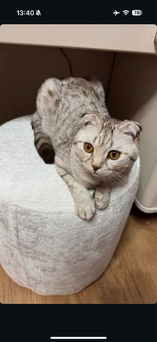 “Продаётся породистый кошка