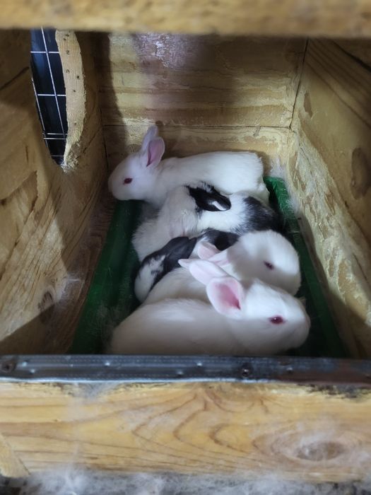 Iepuri HycoleFrancez & Alb de Pannon