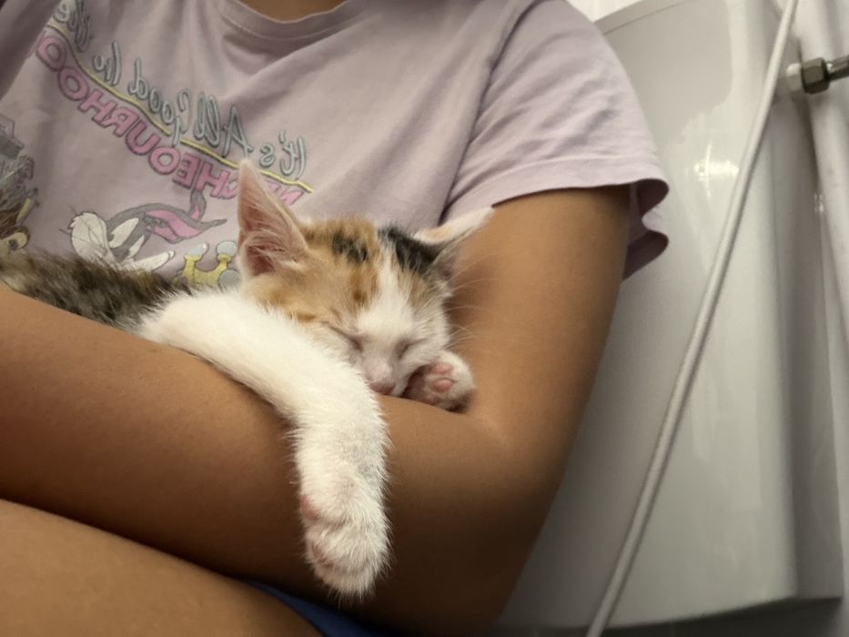 Pisicuta de adoptie(2-3 luni)
