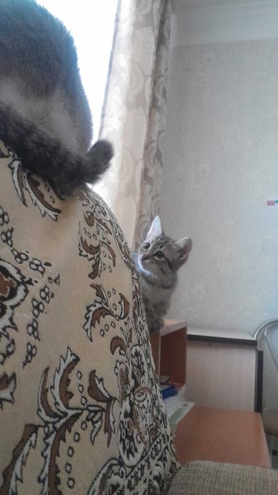Отдам домашних котят в добрые руки