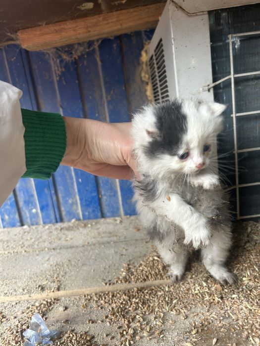 Котята красивые малыши ищут дом