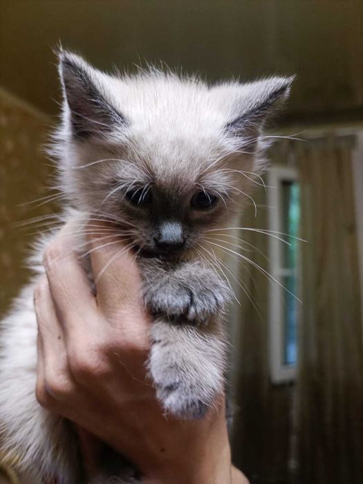 Котята, миленькие