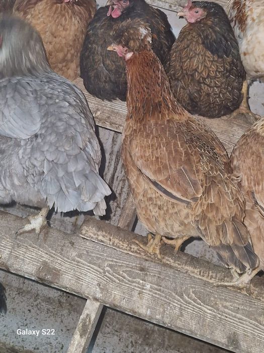 Продам яйца куриные на инкубацию