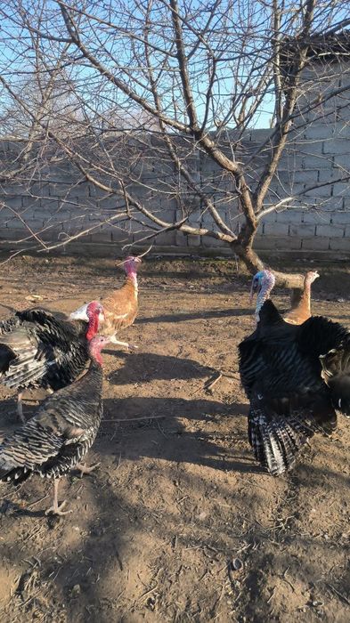 Курк куркала бор