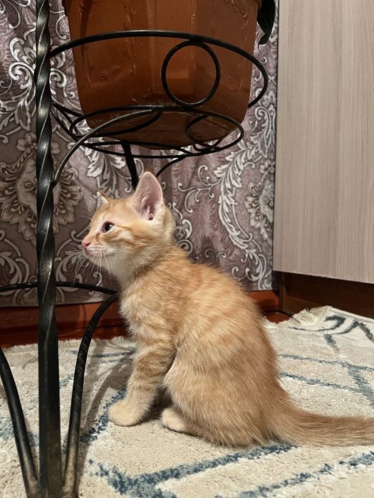 Отдам Бесплатно Котенка