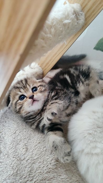 Бронь на вислоухий котяток!