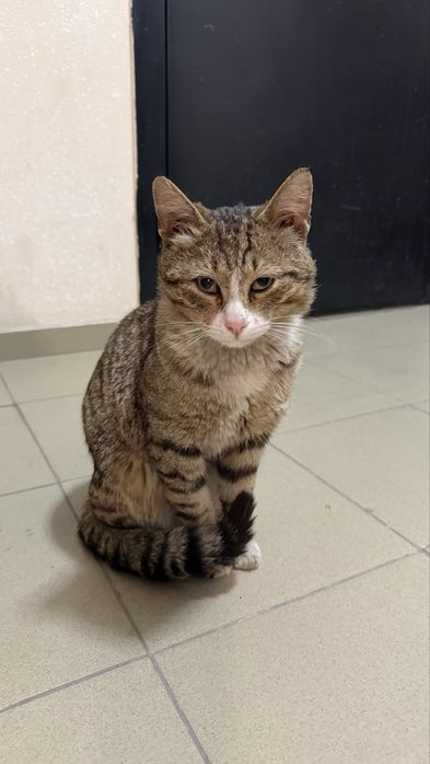 Очень доброму коту ищем дом