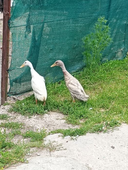 Rațe indiene caută căsuța nouă