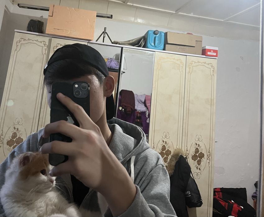 Шотландская вислоухая кошка