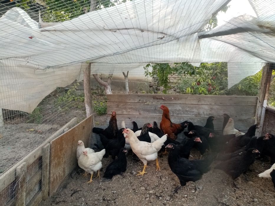 Сотилади кора товуклар ва хороз домашние