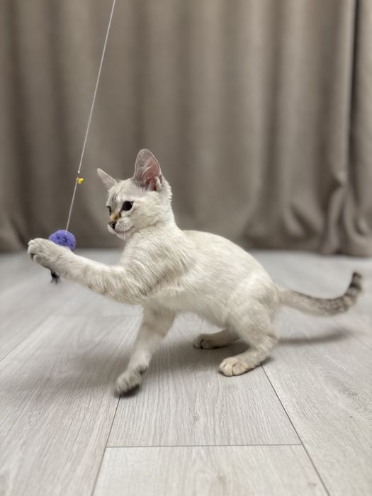 Отдам котенка в добрые руки