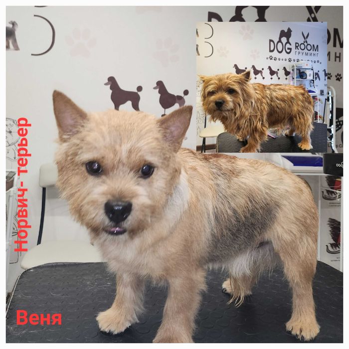 Грумер, стрижка собак