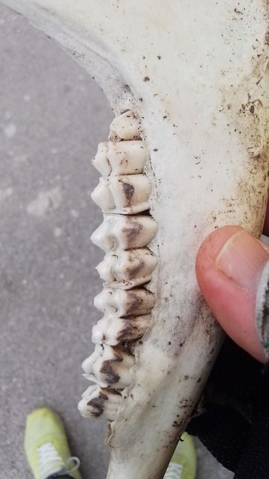 Челюсти от агне 2 броя.