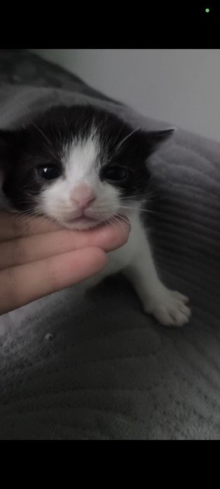 отдам кошку и двух котят