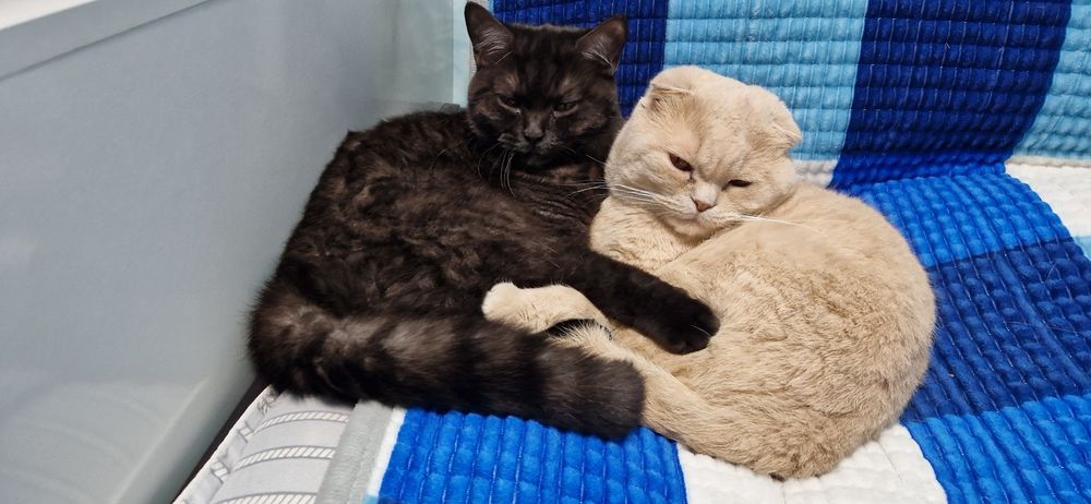 Британская кошечка