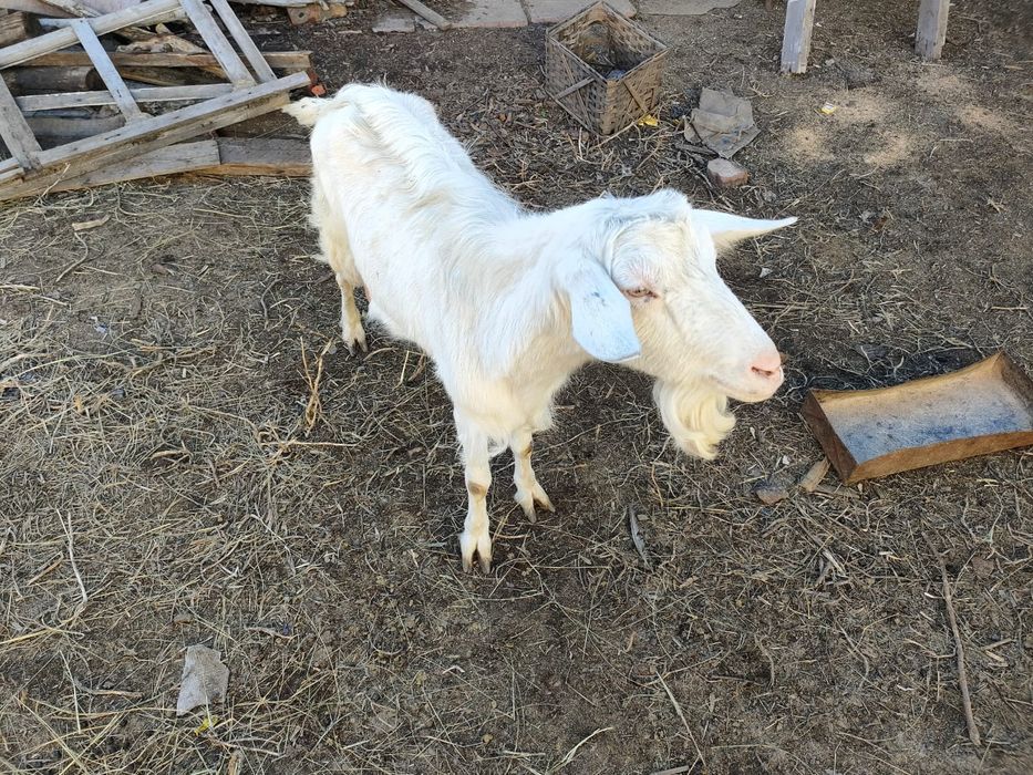 Продам мелкий рогатый скот