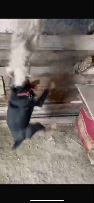 Ештеке бермим ……………