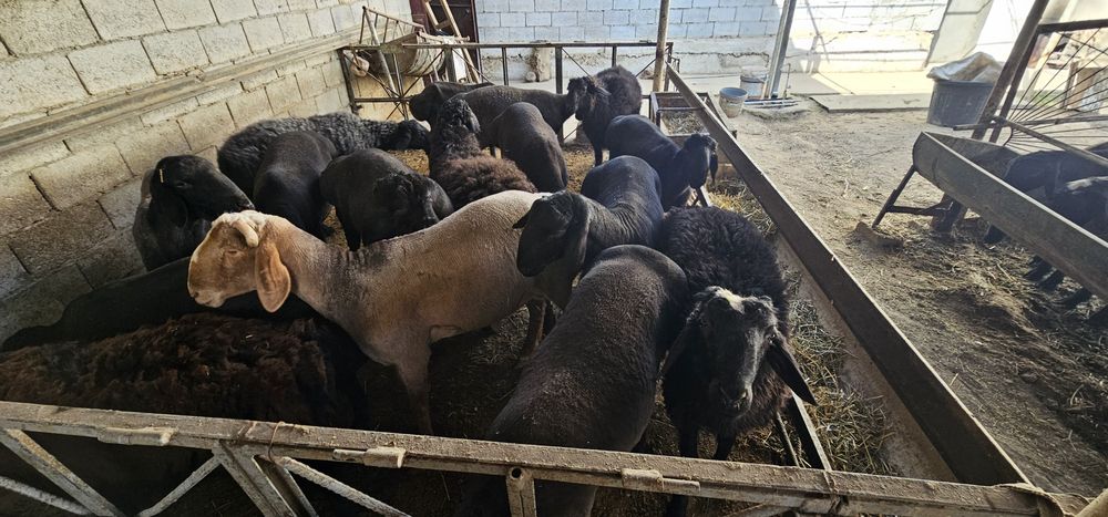 Кучкорлар Сотилади