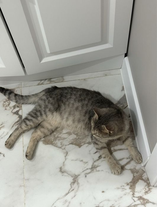 Отдам кошку, кота и котят