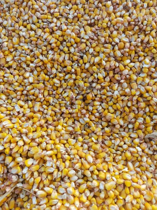 Vand porumb recolta noua 2026
​Cantitate: Disponibil in cantitati mici si mari