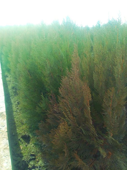 Арчалар хлма хил турдаги